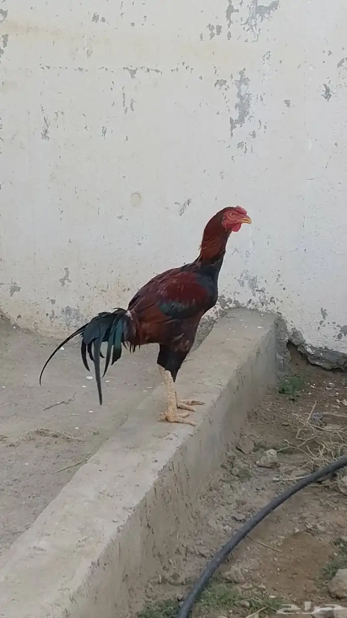 ديوك باكستاني للبيع 7