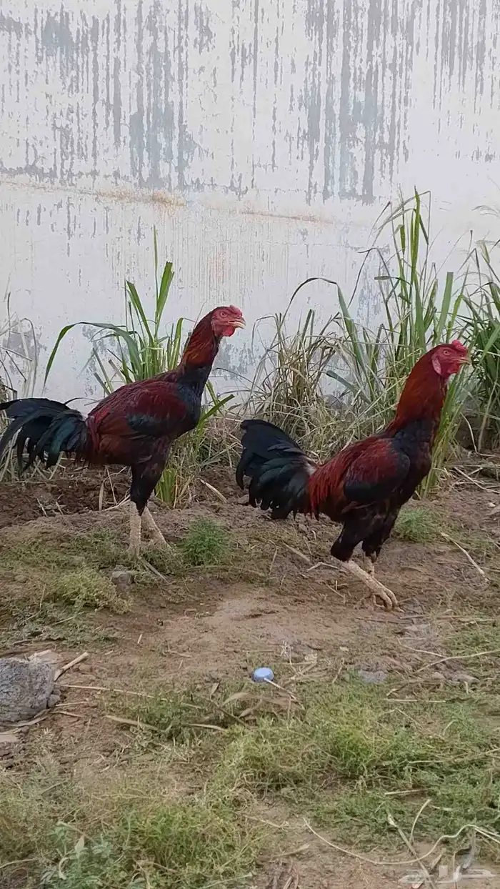 ديوك باكستاني للبيع 0