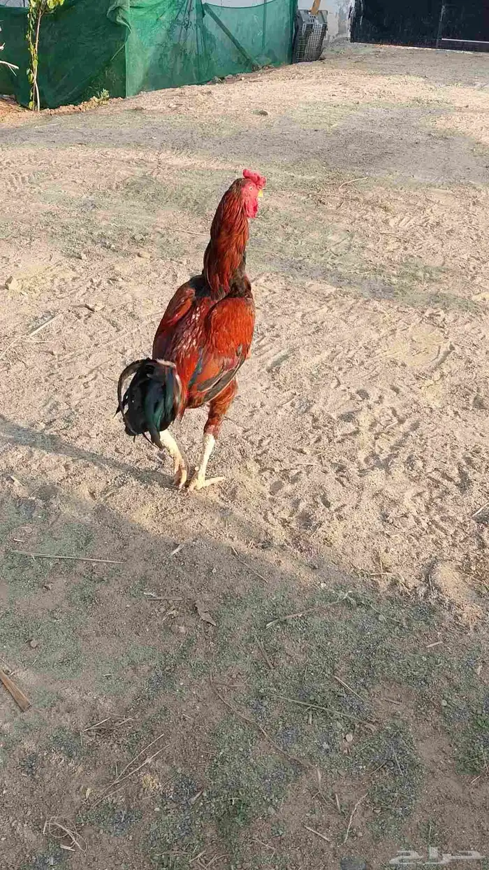 ديوك باكستاني للبيع 2