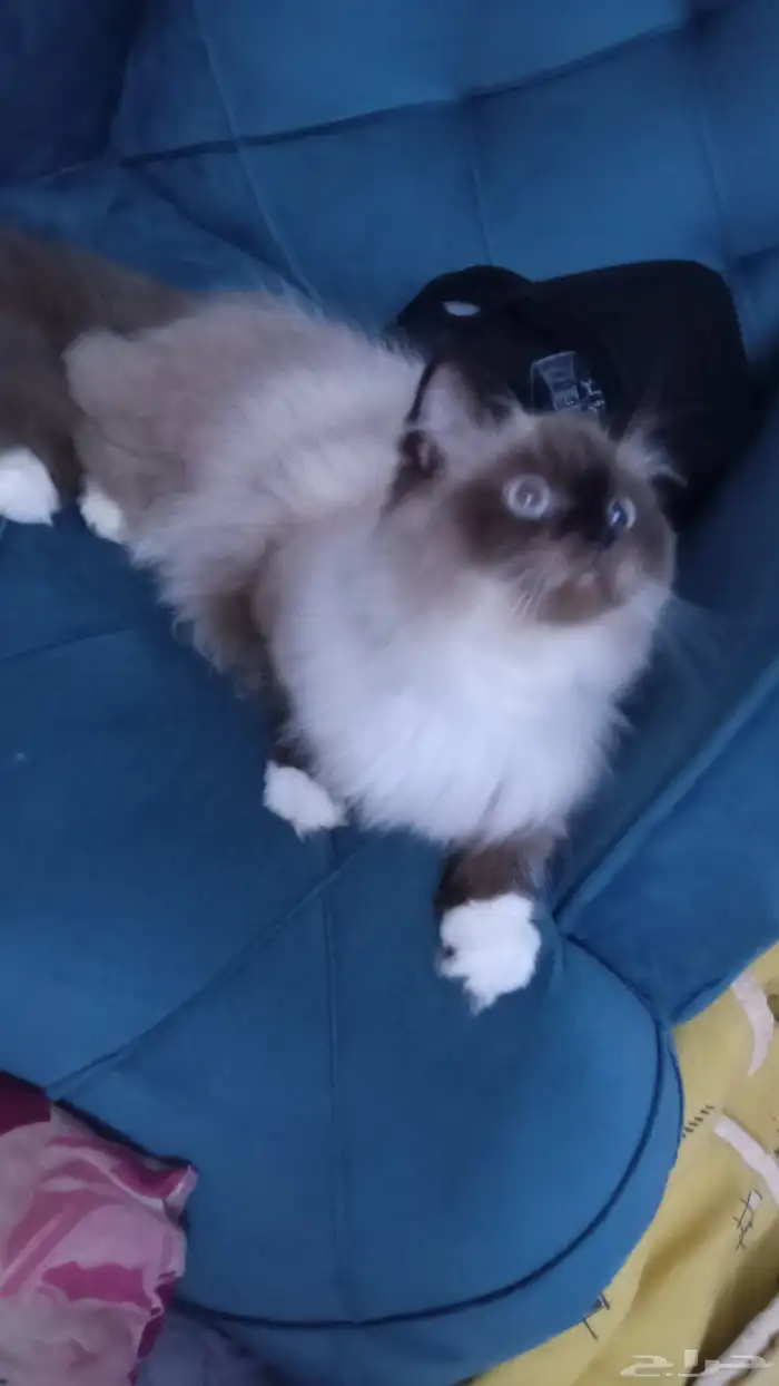 لتبني لوجه الله قطوه هملايا ذكر مهجن صحه 100 توه بلغ يبغا يت 0