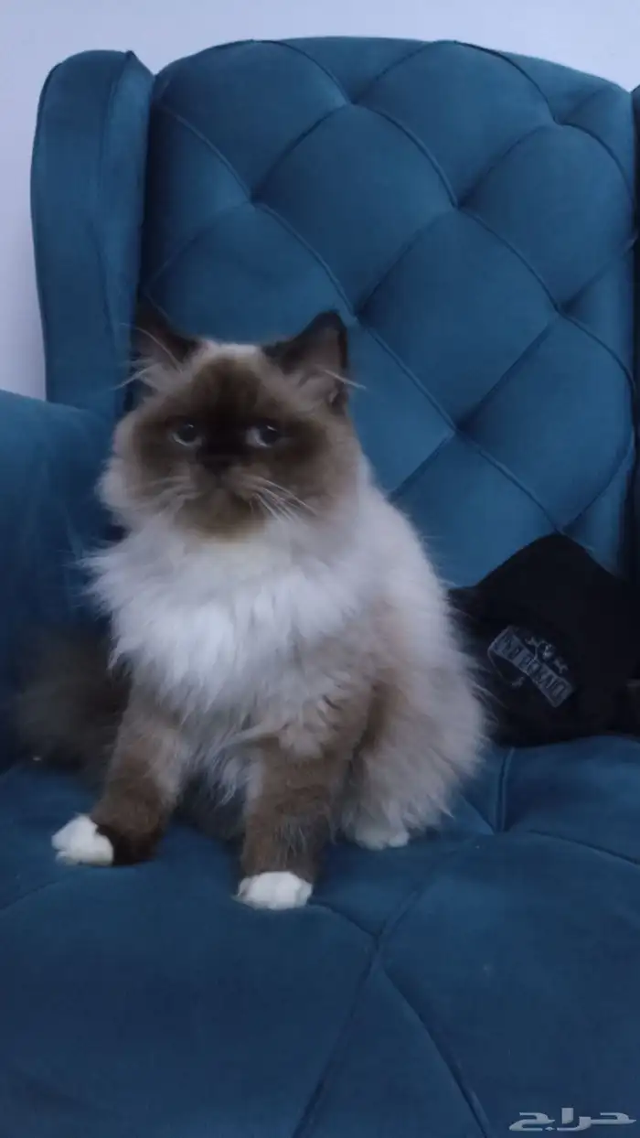 لتبني لوجه الله قطوه هملايا ذكر مهجن صحه 100 توه بلغ يبغا يت 6