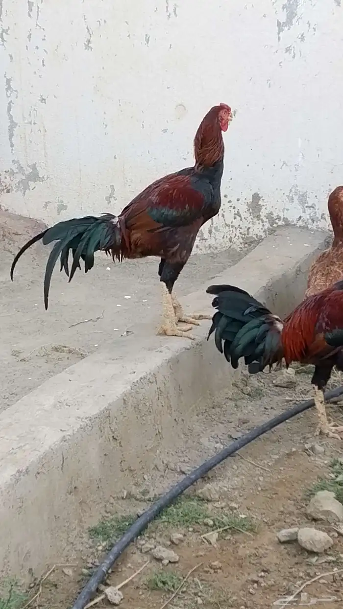 ديوك باكستاني للبيع 4