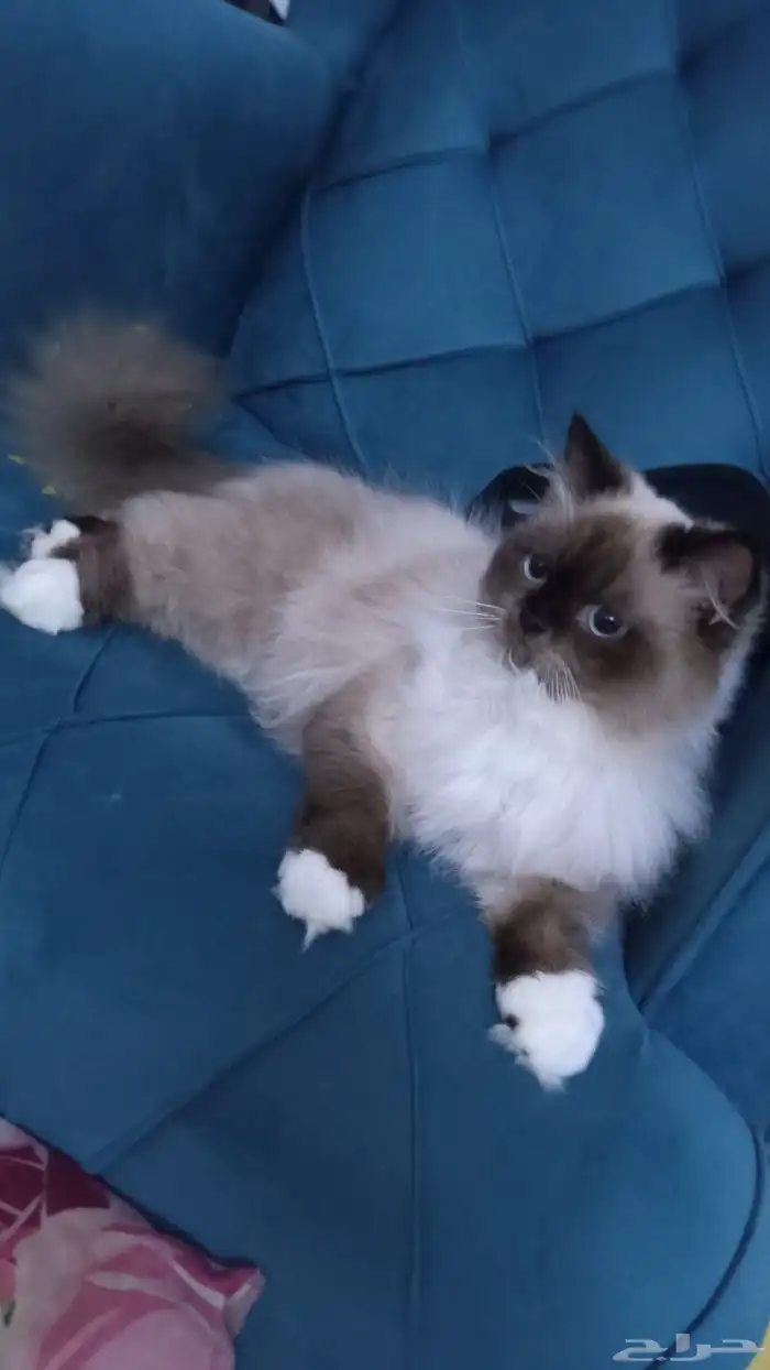 لتبني لوجه الله قطوه هملايا ذكر مهجن صحه 100 توه بلغ يبغا يت 3