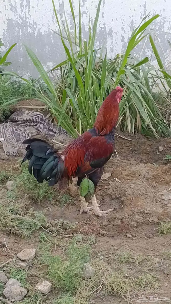 ديوك باكستاني للبيع 6