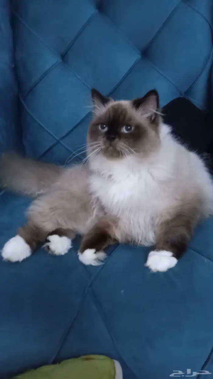 لتبني لوجه الله قطوه هملايا ذكر مهجن صحه 100 توه بلغ يبغا يت 4