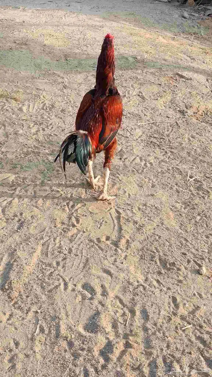 ديوك باكستاني للبيع 3