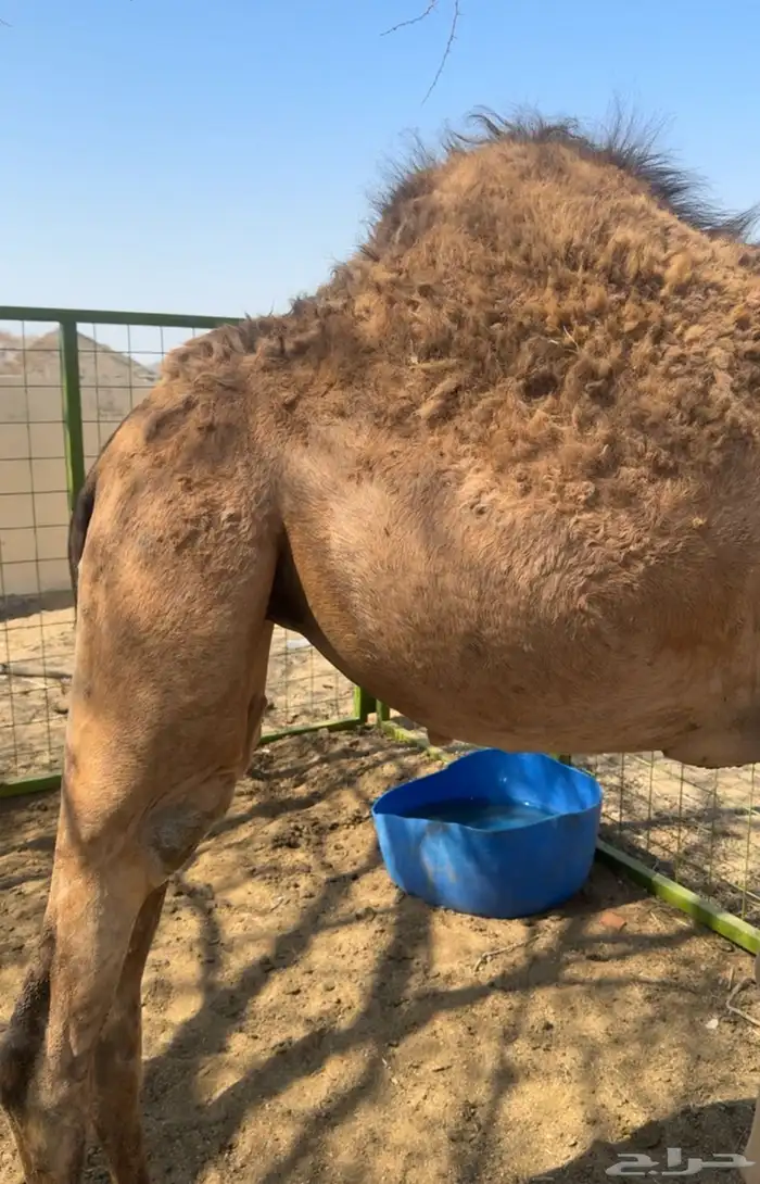 بكره العمر سبعه اشهر 1