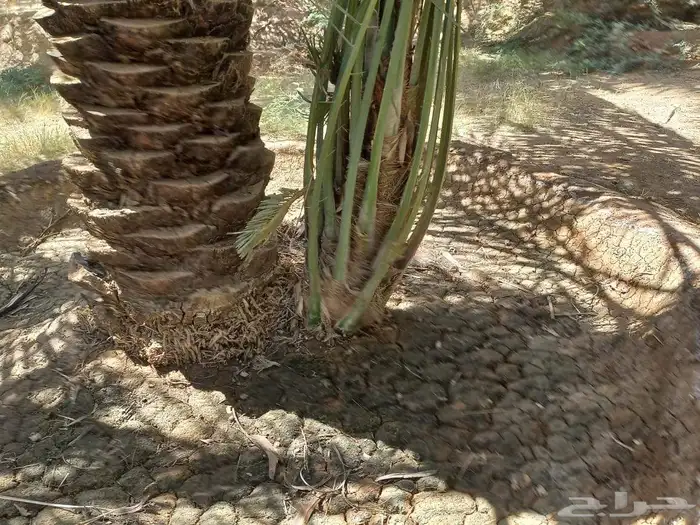 الرياض الدوادمي البجاديه عفيف الجمش التوصل 1