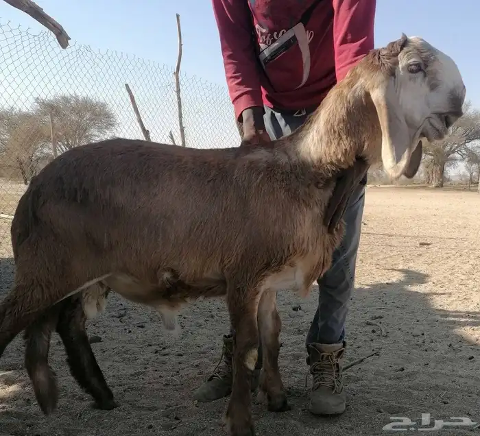 مشروع فحل سواكني درماني صنف 0