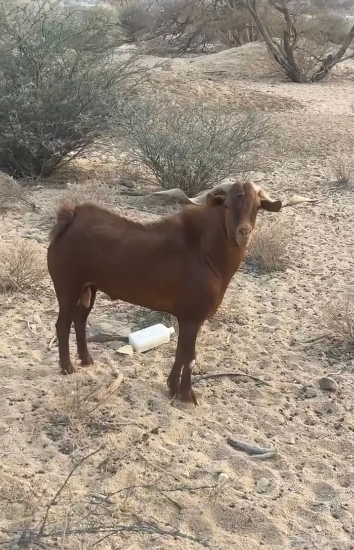 تيس فحل جنوبي للبيع 2