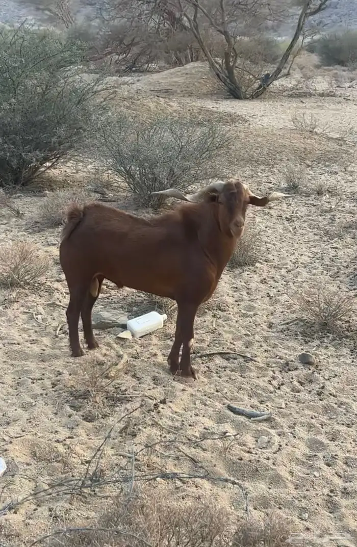 تيس فحل جنوبي للبيع 1