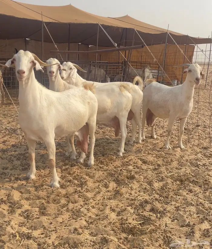 معزا دفيع بيشيات صنف الصنف 1