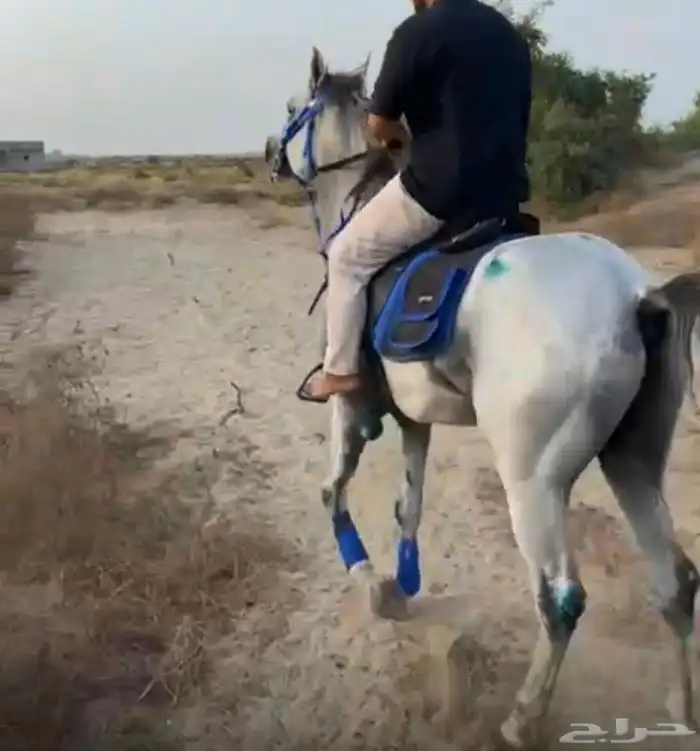 حصان شعبي العمر 4 ونص 0