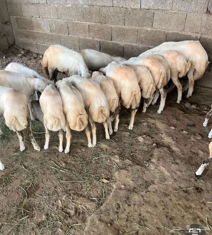 فحل رباع مشروط 1