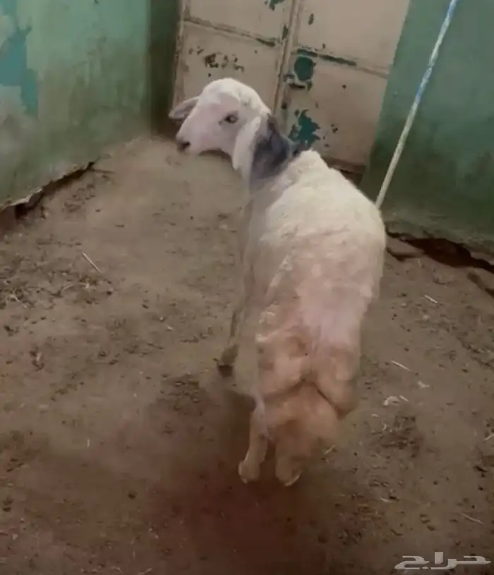 خروف ما شاء الله 0