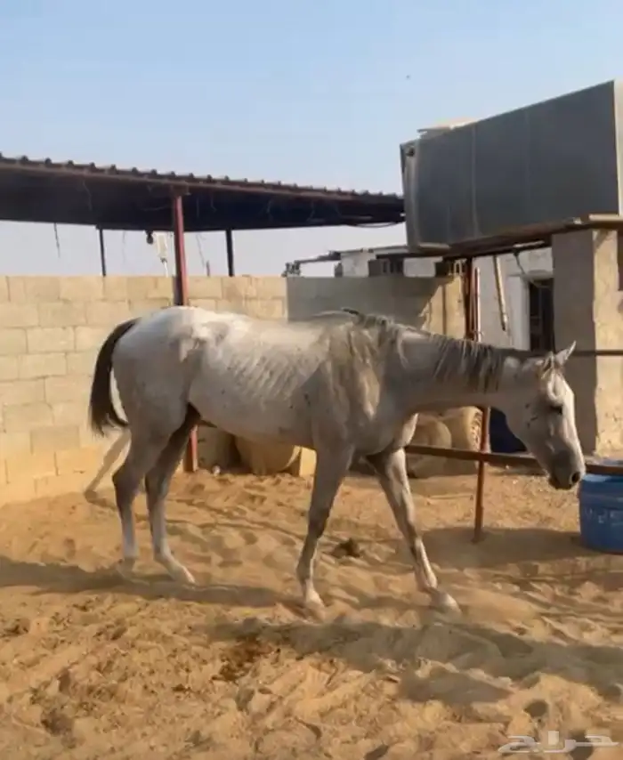 حصان إنجليزي 0