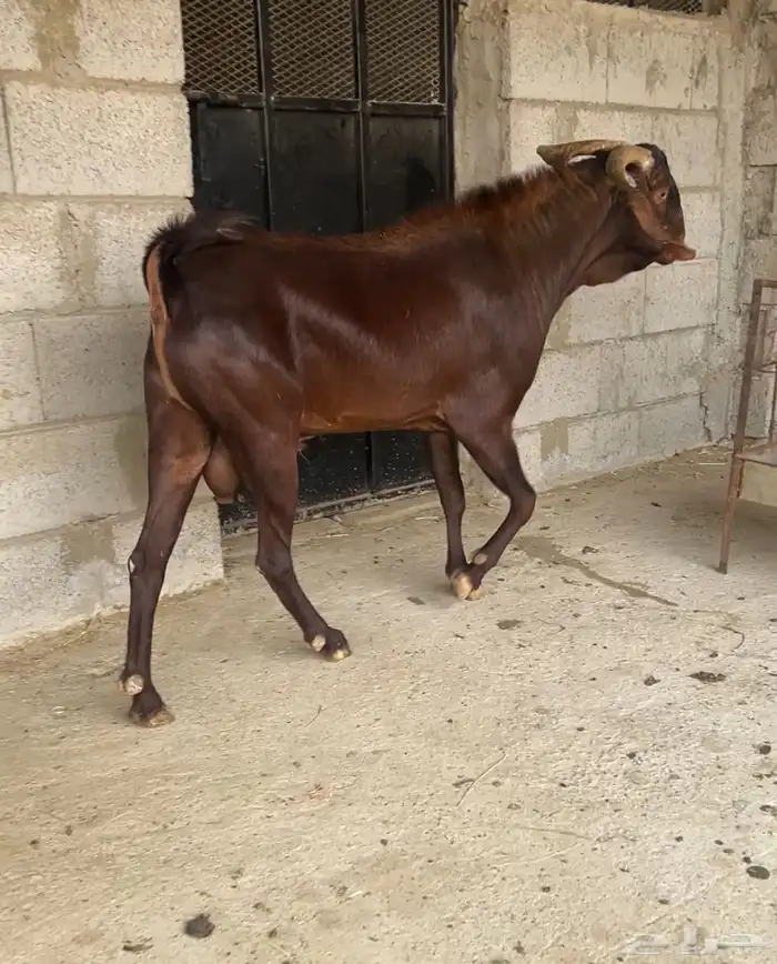 فحل ادهم ادبس صنف ( تم البيع ) 2