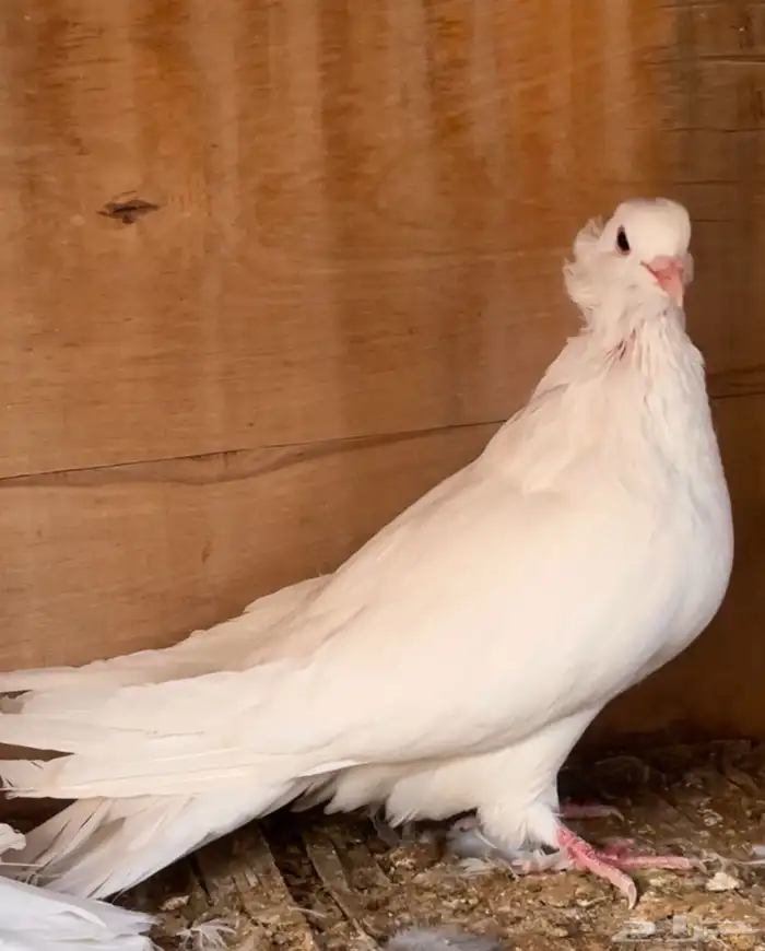 جوز مصري مالطي فاخر جرم 0