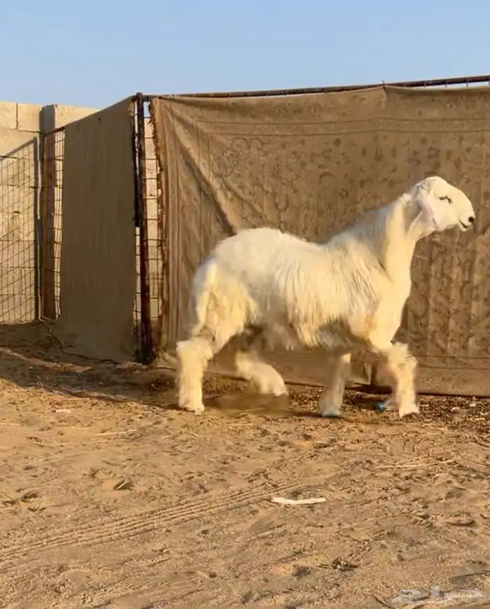 خروف جذع ذبيحة ضيوف 0