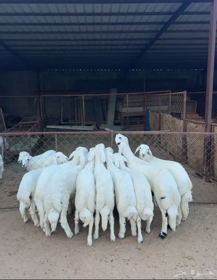 خرفان وسط كفوو 5