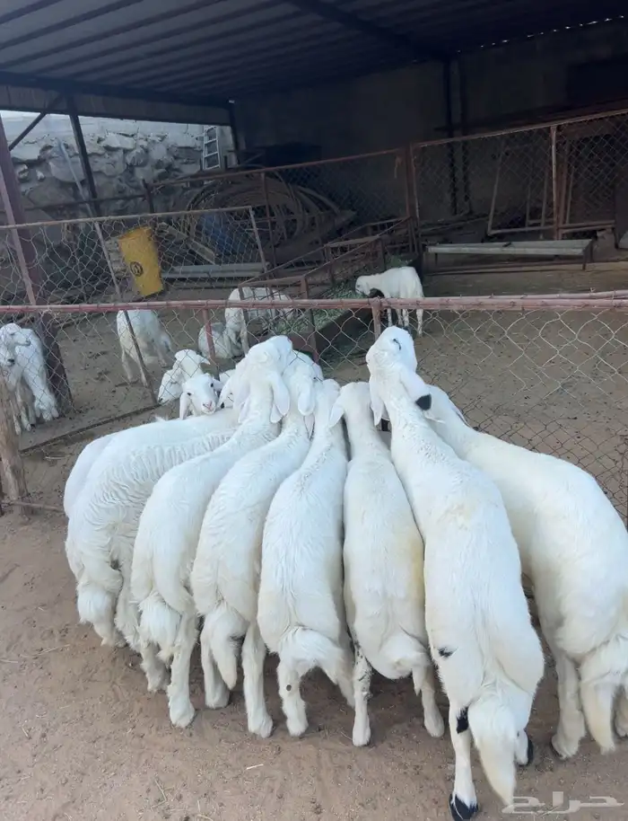 خرفان وسط كفوو 6