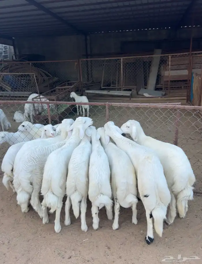 خرفان وسط كفوو 7