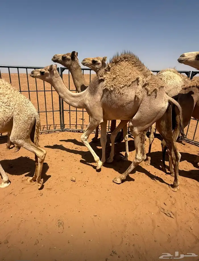 بكره مفروده هجن 1