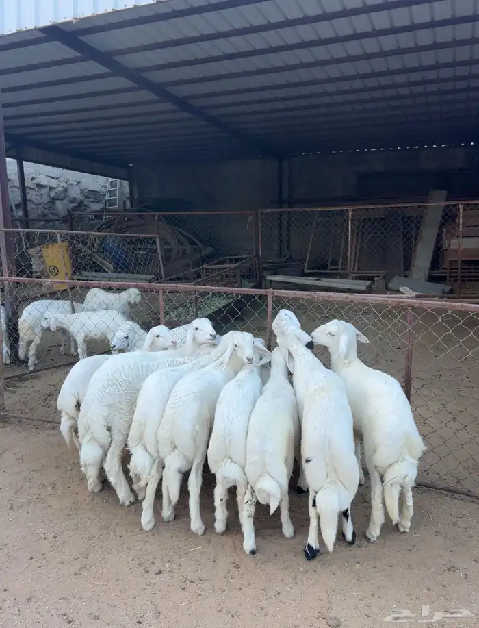 خرفان وسط كفوو 2