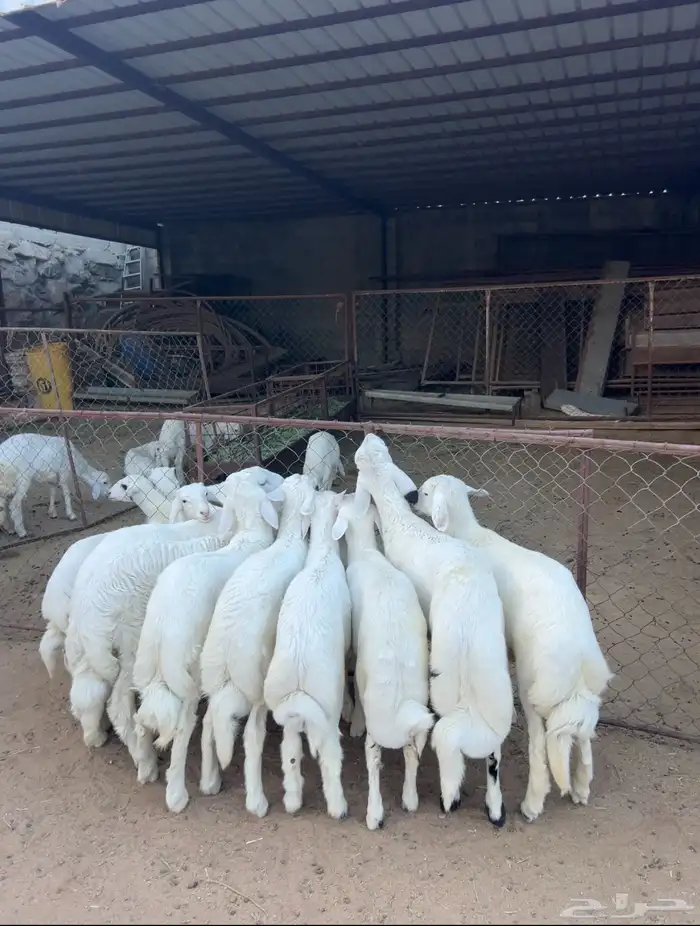 خرفان وسط كفوو 3