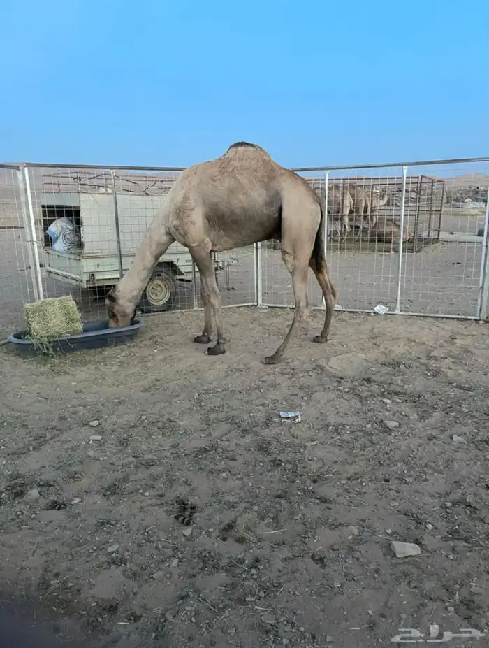 بكره مفروده هجن 2