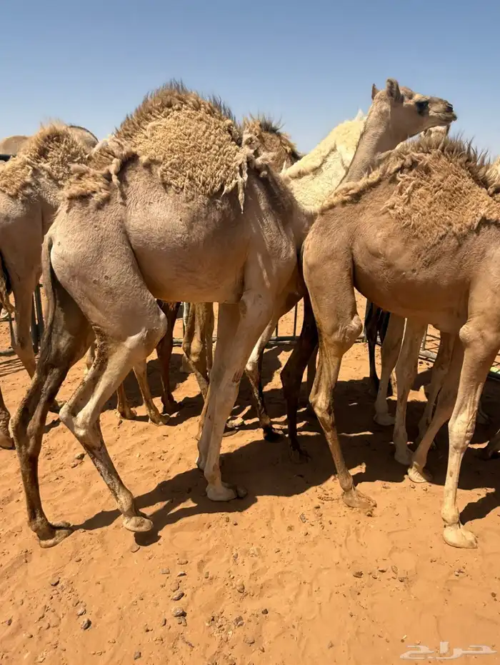 بكره مفروده هجن 0