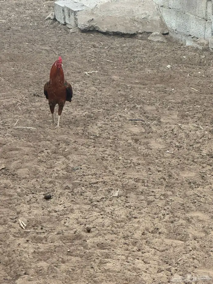 ديوكه مهجنه 1