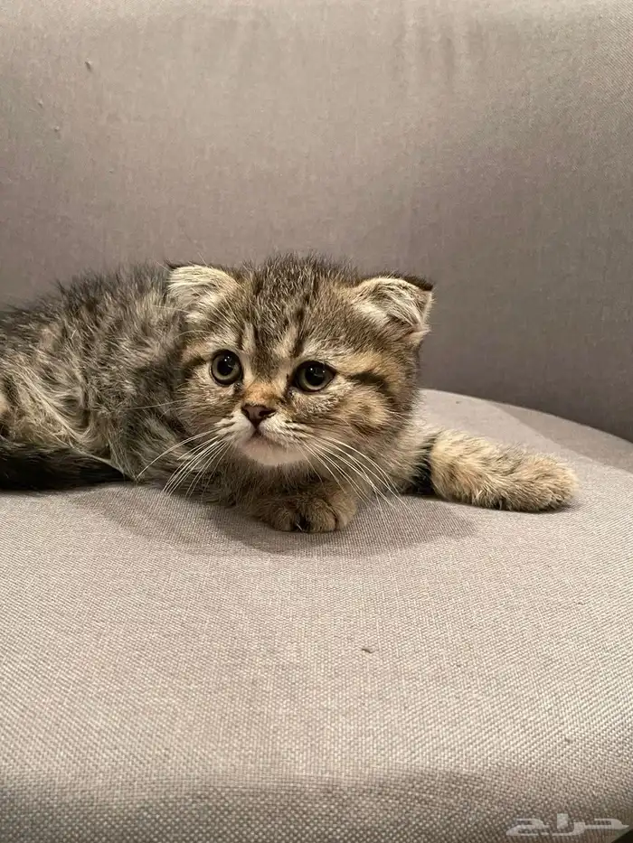 كيتن للبيع 0