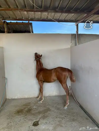 مهر واهو خط جمال للبيع index