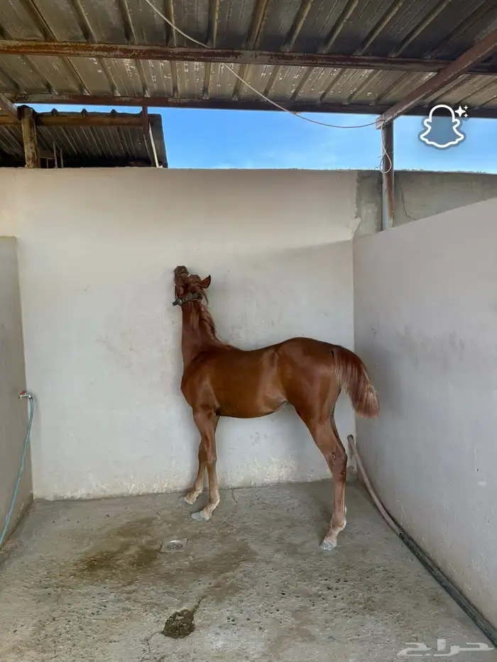 مهر واهو خط جمال للبيع 1