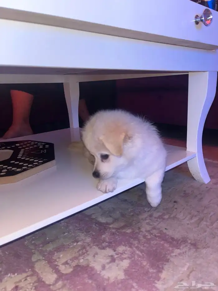 كلب للبيع 10