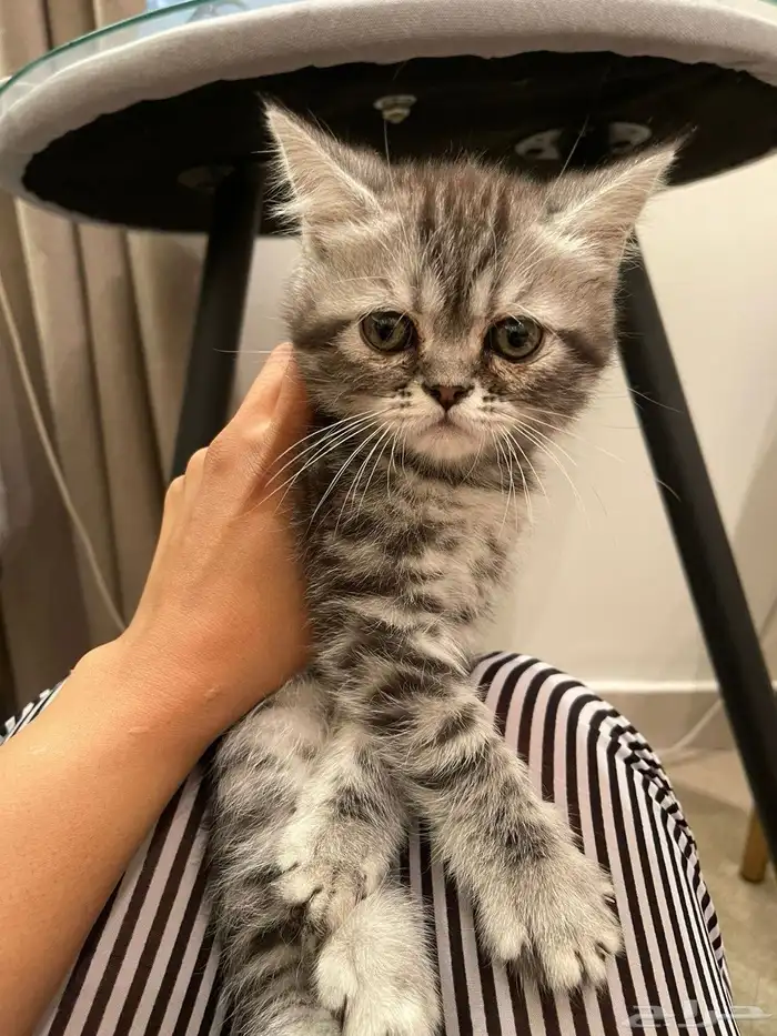 كيتن للبيع 2