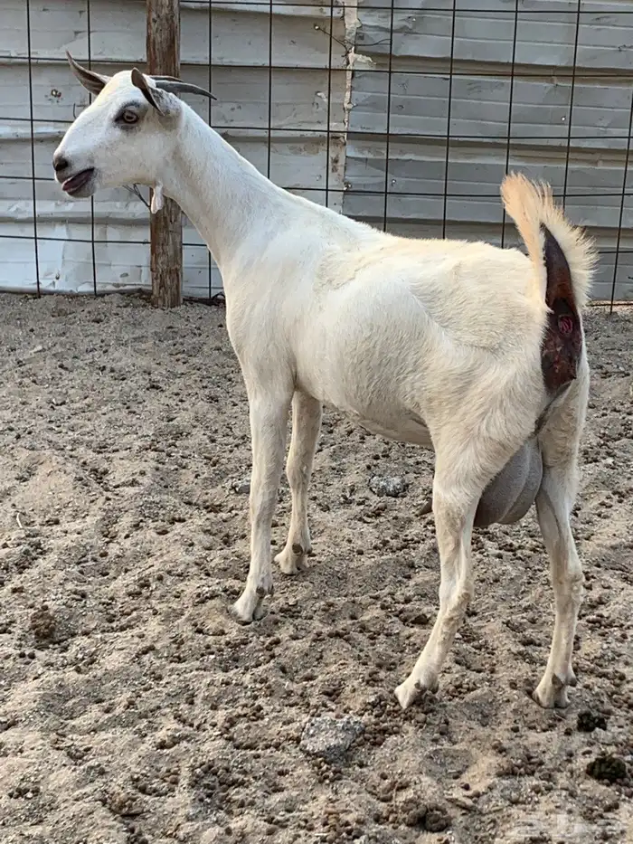 للبيع جفره بيشيه دافع 2