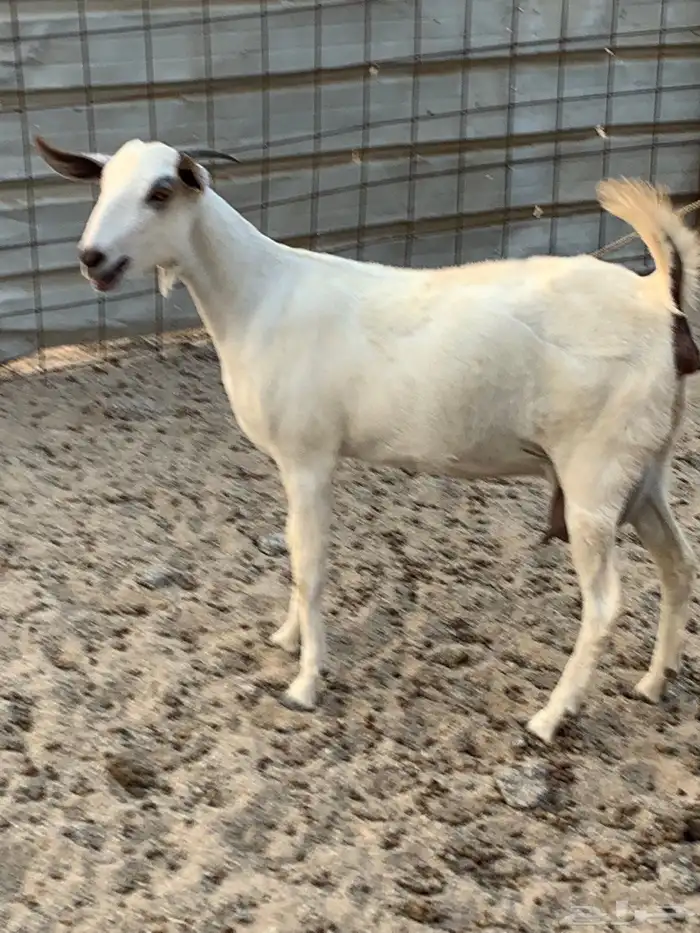 للبيع جفره بيشيه دافع 6