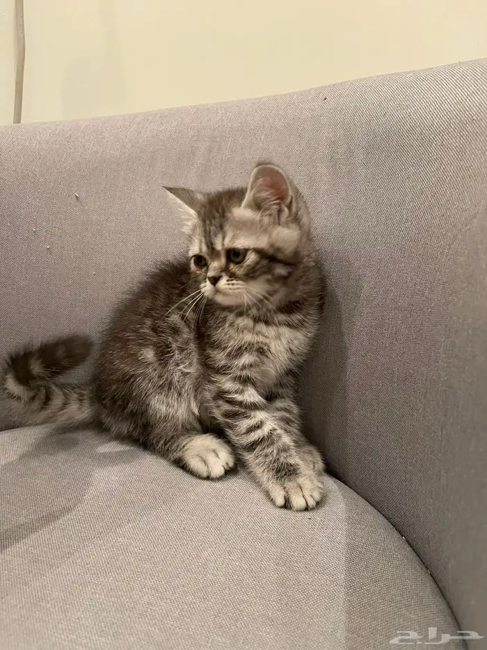 كيتن للبيع 5