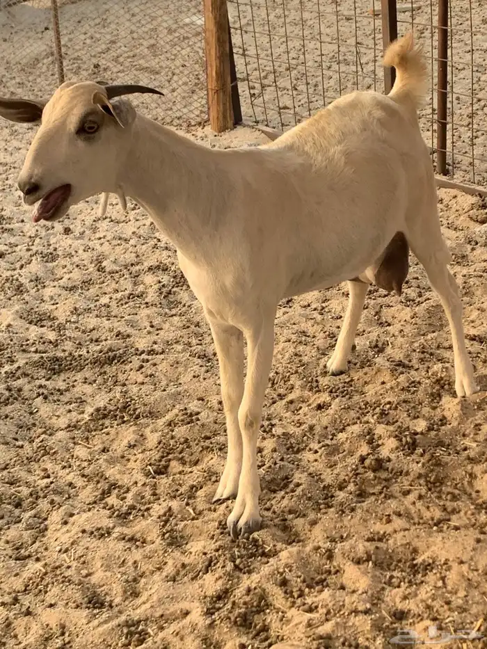 للبيع جفره بيشيه دافع 4