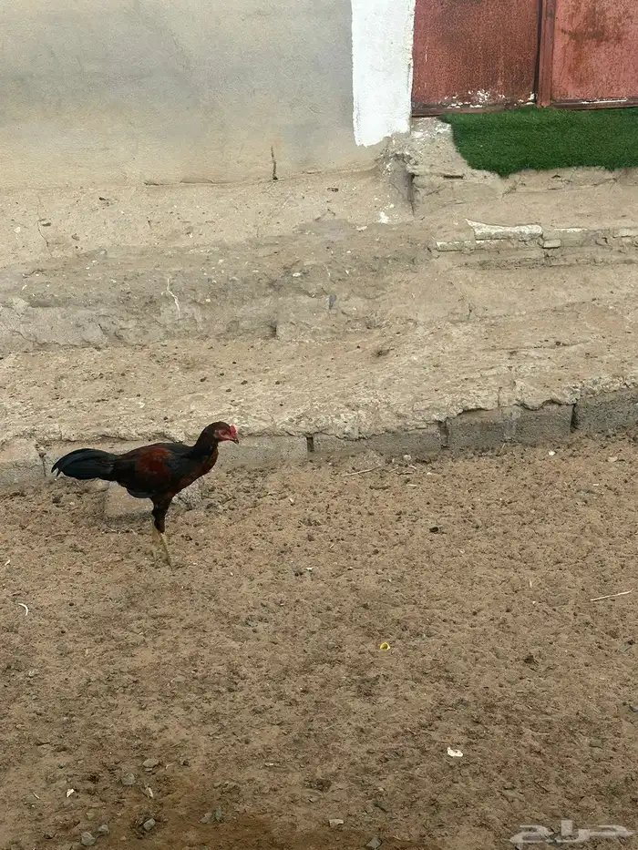 ديوكه مهجنه 4