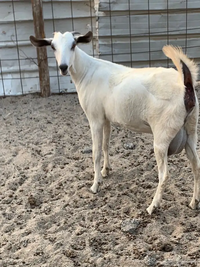 للبيع جفره بيشيه دافع 3