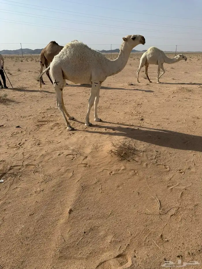 قعود أوضح تمامي 1