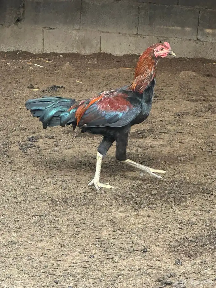 ديوكه مهجنه 3