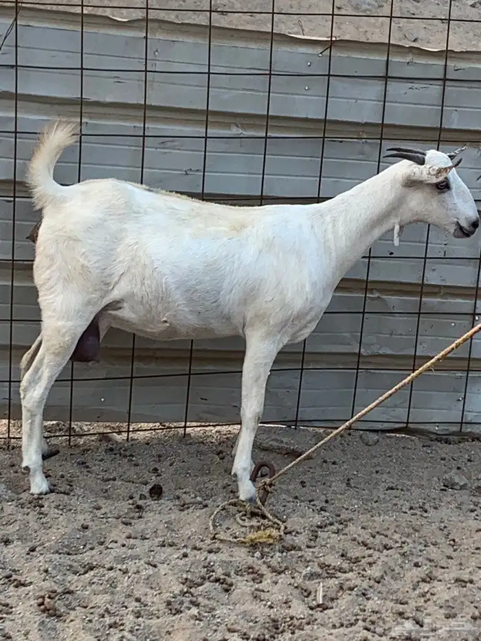 للبيع جفره بيشيه دافع 8