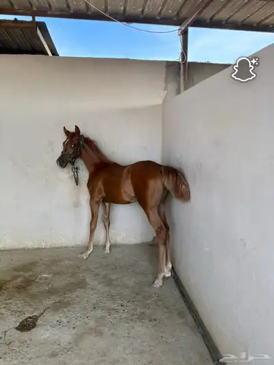 مهر واهو خط جمال للبيع index