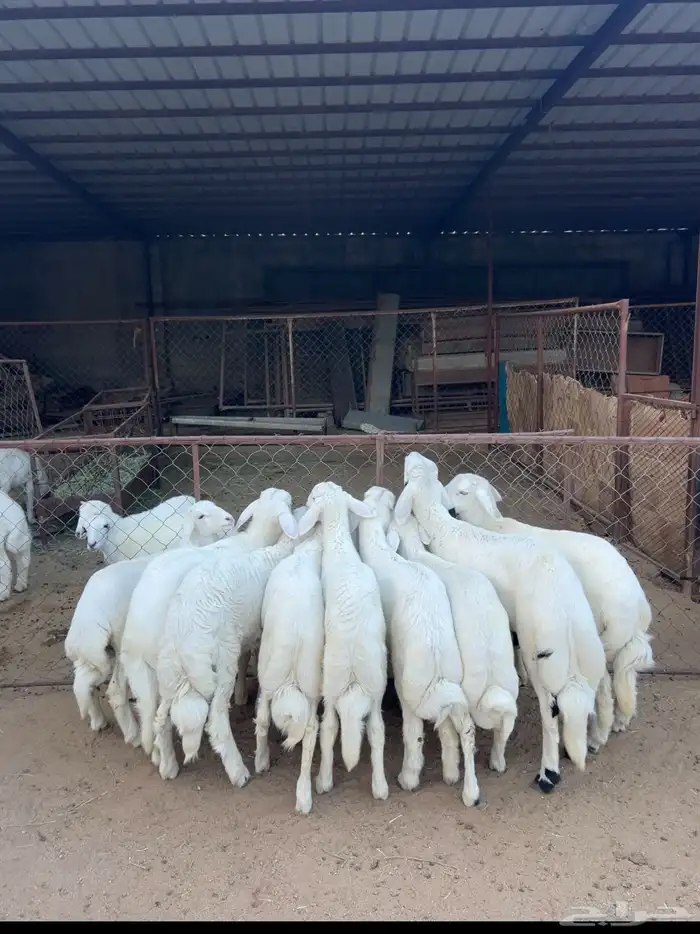 خرفان وسط كفوو 0