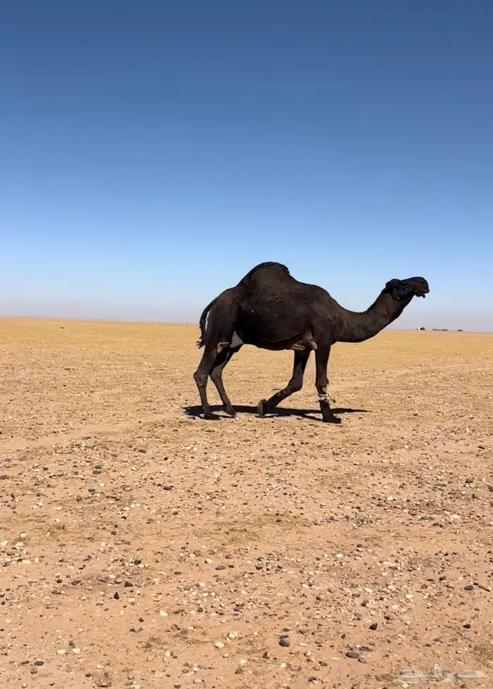 بعير وانتاجه للبيع 0