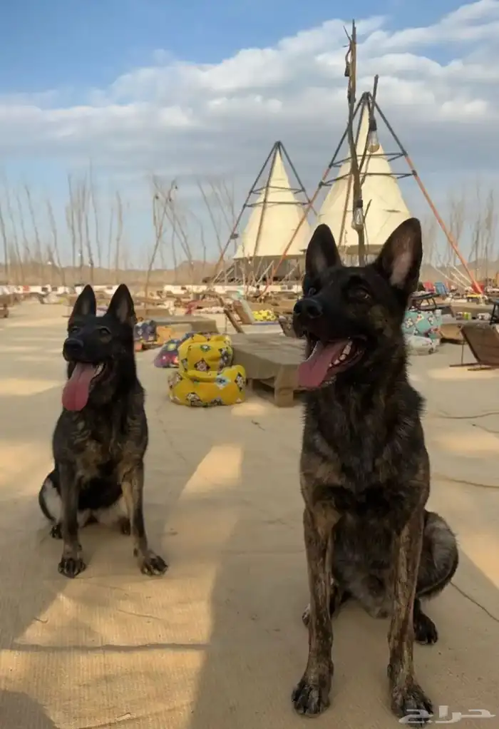 خدماتنا الاحترافية للتدريب الكلاب الكبار والاحجام صغيرة 1